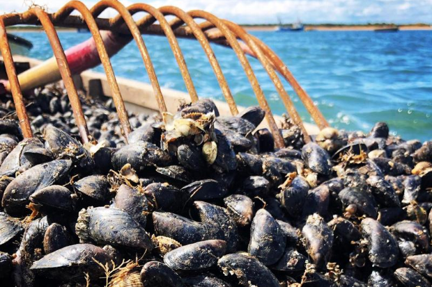 Mussel farming Brancaster