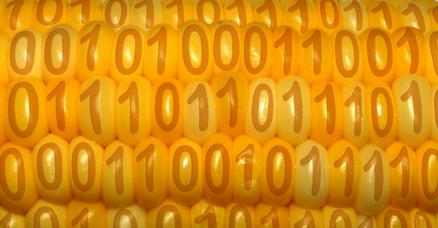 Sweetcorn with binary numbers