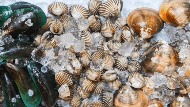 Shellfish classification