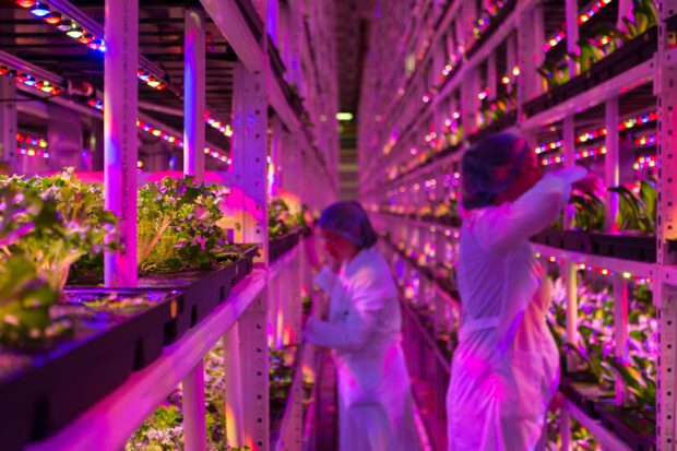 two people working in a lab growing food in purple light