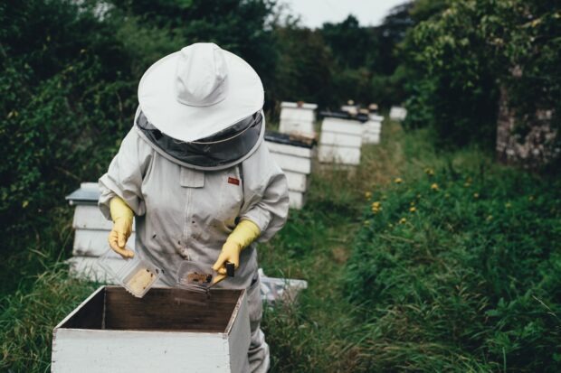 A beekeeper inspecting a hive at Deans Court, Wimborne, United Kingdom by Annie Spratt