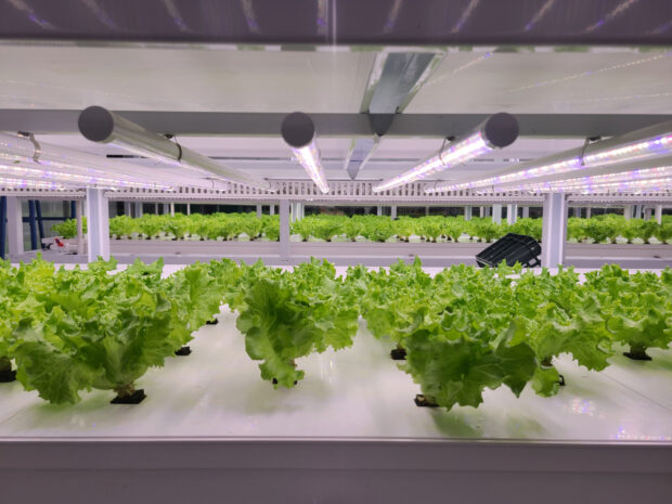 An indoor vertical farm with plants growing under lights
