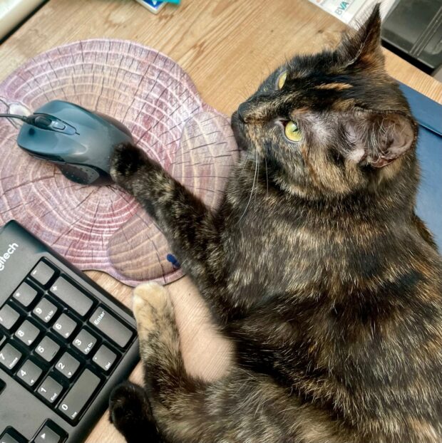 A cat plays with a computer mouse