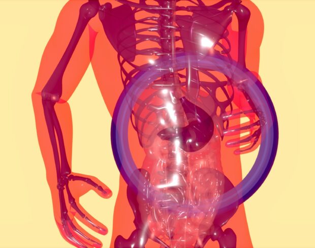 3D render of human body, showing skeleton and organs with a purple ring around the abdomen