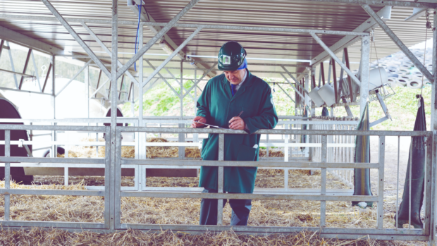 An Official Veterinarian in a green FSA helmet and smock looks down at a clipboard while stood in a cattle shed.