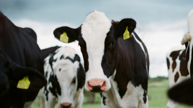 A dairy cow in the UK