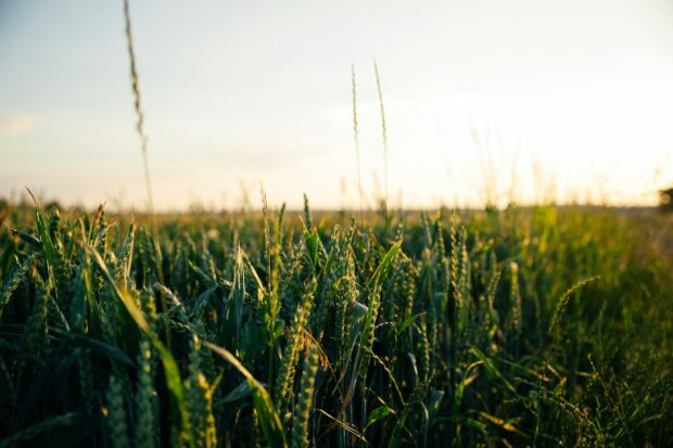 Wheat field