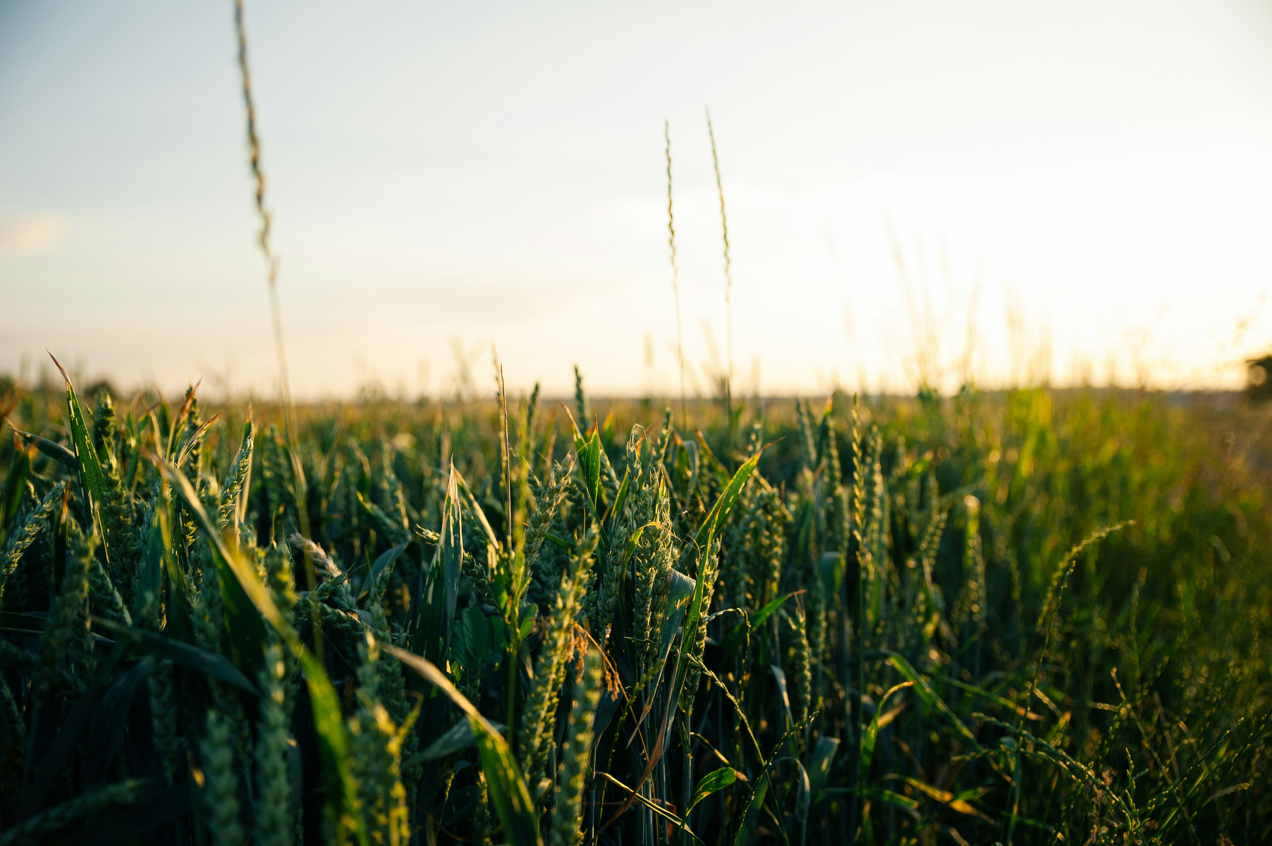 Wheat field